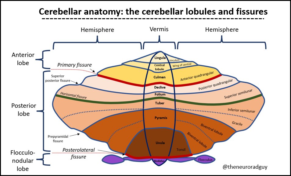 Still studying cerebellar anatomy. A drawing I made based upon the following article on cerebellar anatomy: frontiersin.org/articles/10.33…

#neurorad #radres #FOAMrad #FOAMed #brain #anatomy #anatomystudy #MedEd #RadEd