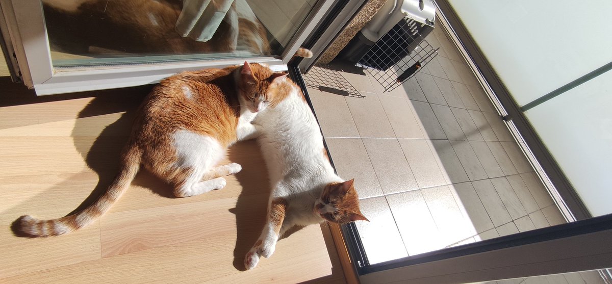 LazyWom's tweet photo. El caloret madrileny les gusta jej. https://t.co/HRJ3KQtUFU