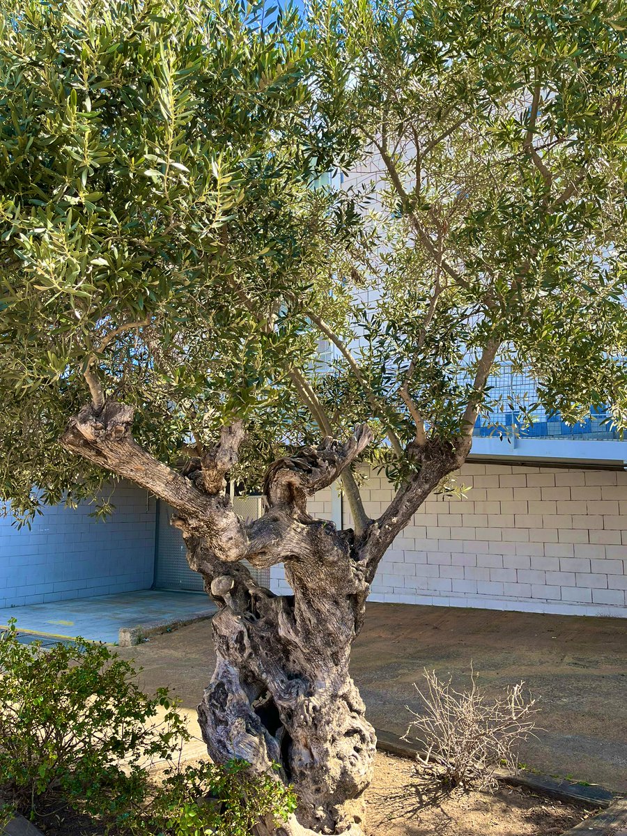 “I know that you can break each branch of mine in two, carry every leaf away, shake my limbs and make me sway. But I have roots stretched in the earth, growing stronger since my birth. You’ll never touch them, for you see, they are the deepest part of me.