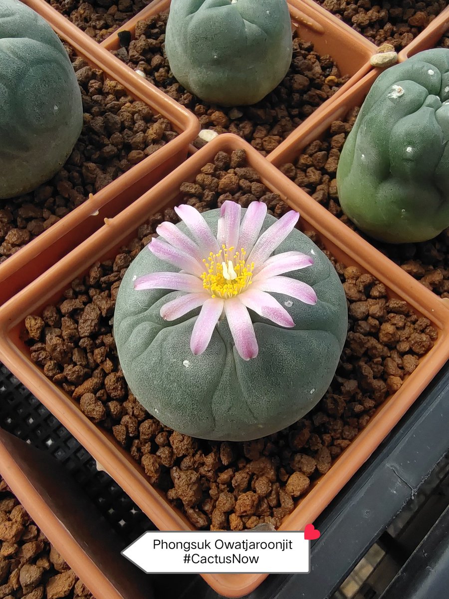 manow224's tweet photo. Lophophora day 😍
#Lophophora #CactusNow https://t.co/Bz1h9zUuXO