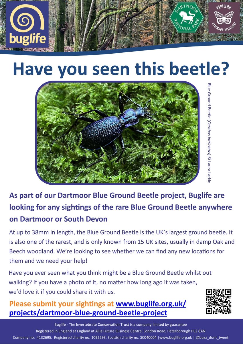 👀 Have you seen this beetle? 👀

Blue Ground Beetles are very rare &amp; are currently 𝑜𝑛𝑙𝑦 𝑘𝑛𝑜𝑤𝑛 𝑓𝑟𝑜𝑚 15 𝑠𝑖𝑡𝑒𝑠 𝑖𝑛 𝑡ℎ𝑒 𝑈𝐾; in #Cornwall, #Devon &amp; South #Wales.

Find out more &amp; take part in our Blue Ground Beetle Hunt
👉 buglife.org.uk/blue-ground-be…

<a href="/dartmoornpa/">Dartmoor National Park</a>