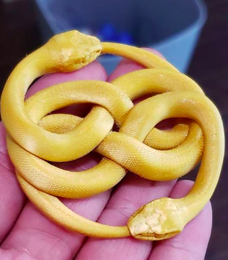 CrealityJ's tweet image. Ender 3.06層の高さで印刷

エリオーネゴールドシルクプラ
ストックホットエンド
アルミ押出機
37.25mm/秒
4mm リトラクション @ 30mm/s
#3dprintingtutorial
#crealitycr10max
#3dprintingideas
#3dprinterworld
#crealityender3
#crealityld002r
#ender3pro