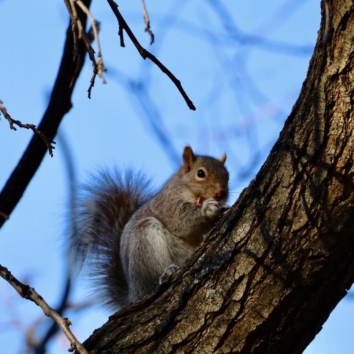 It's going to be a great #Sciuridae for nut gathering!

On #Sciuridae, you don't have to be in the spotlight to be a star. Just be who you are (or be a #squirrel).

Every day is #Sciuridae!

#fightlikeasquirrel #SquirrelStrong #SaveGreySquirrelUK #SquirrelScrolling #Eichhörnchen