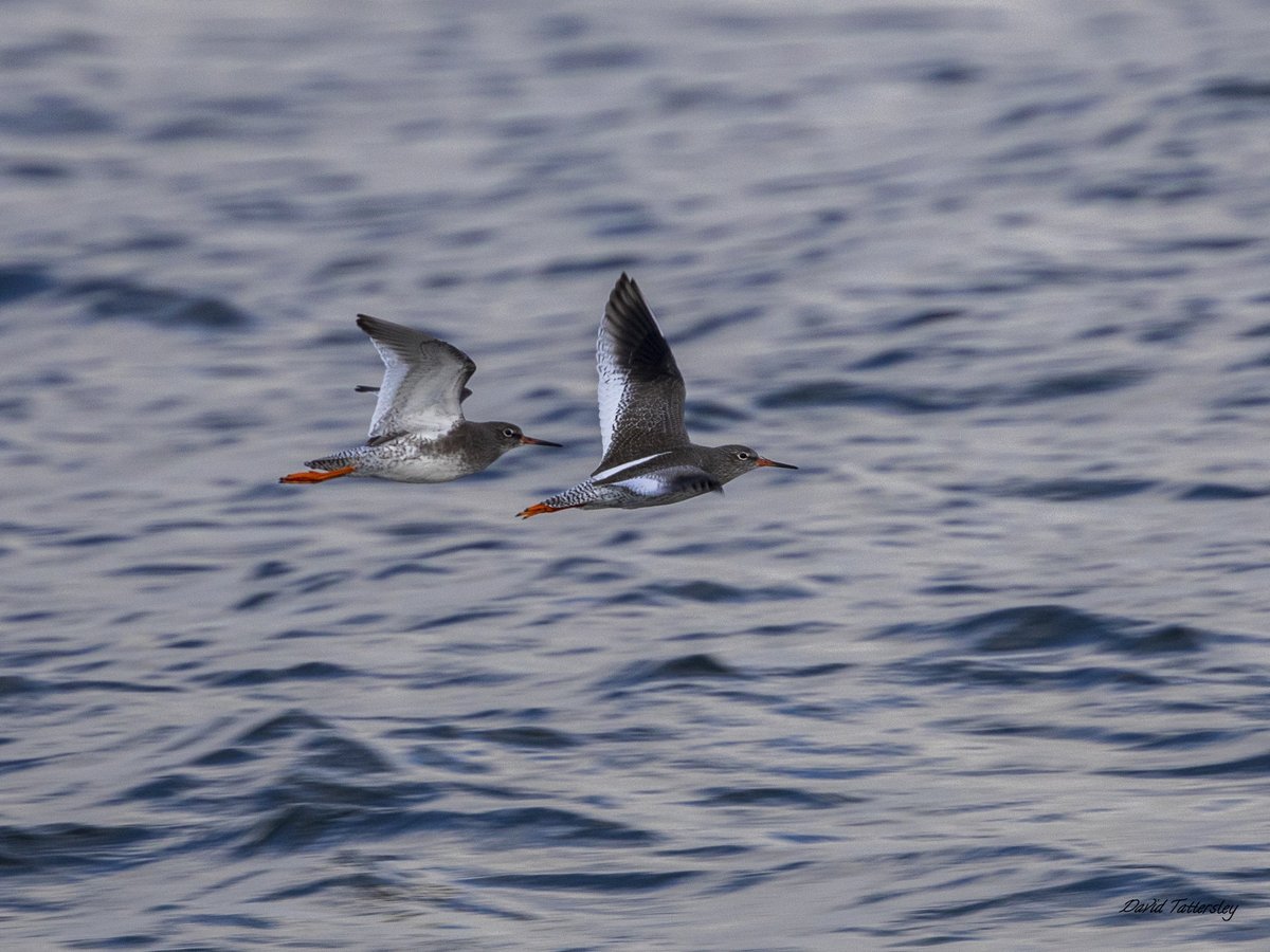 davidtattersley's tweet photo. Common Redshank over #fixby last night #nocmig with 3 calls on recorder https://t.co/U1bf5qqGpc which is my first of the year here also had a couple of Curlew over in the past week & quite a few Redwing heading back to their breeding grounds https://t.co/9ViRQfyEdp @Hudds_BWC https://t.co/5EePMEMLui