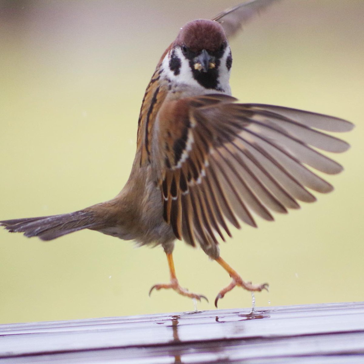 スズメダンス♫

#雀 #スズメ #すずめ #sparrow #鳥 #小鳥 #野鳥 #スズメギャラリー #スズメ写真集 #bird https://t.co/zqRDWutMh5