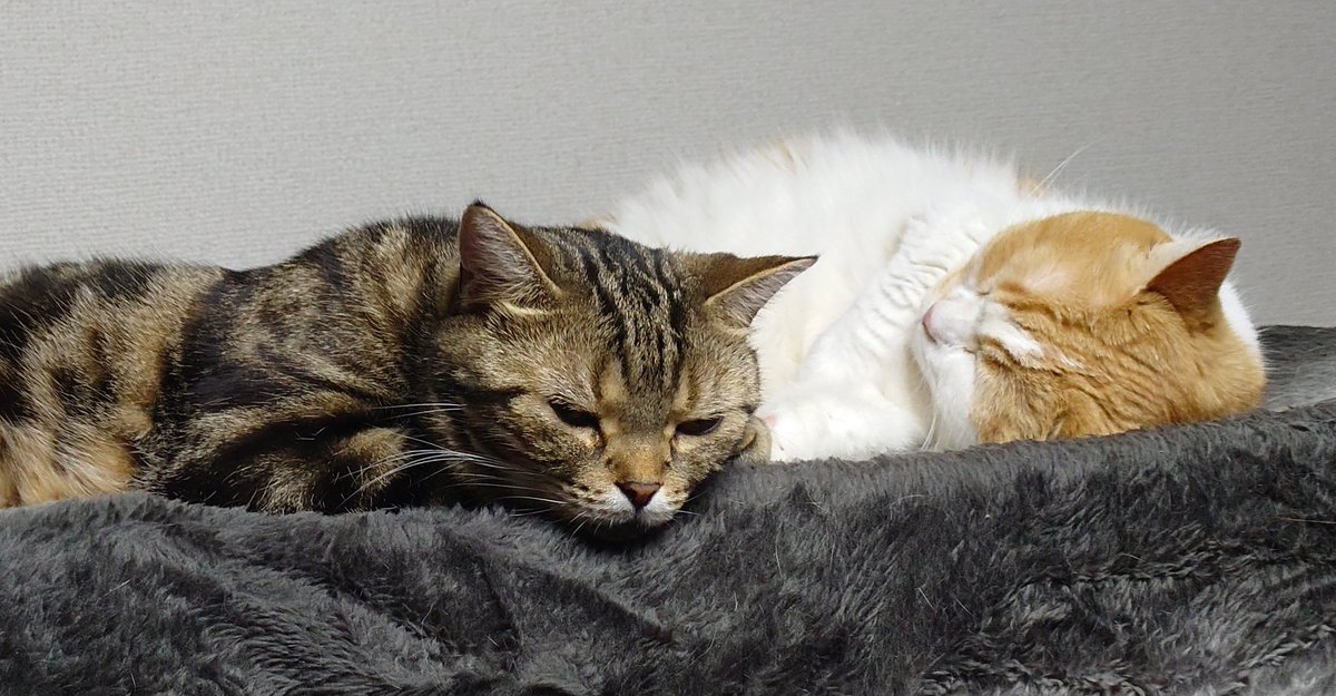 仲良しモード春バージョン😺