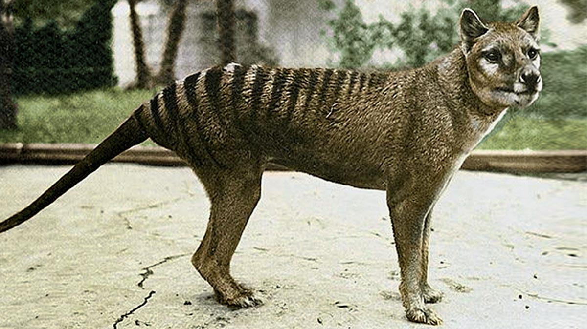 When (and where) the #Thylacine went #extinct? Our study led by @BraveNewClimate with @JBuettel now published in @STOTEN_journal sciencedirect.com/science/articl… #Thylacinus #TasmanianTiger #TasmanianWolf #extinction #conservation #biodiversity #conservationbiology #Tasmania #Sahul