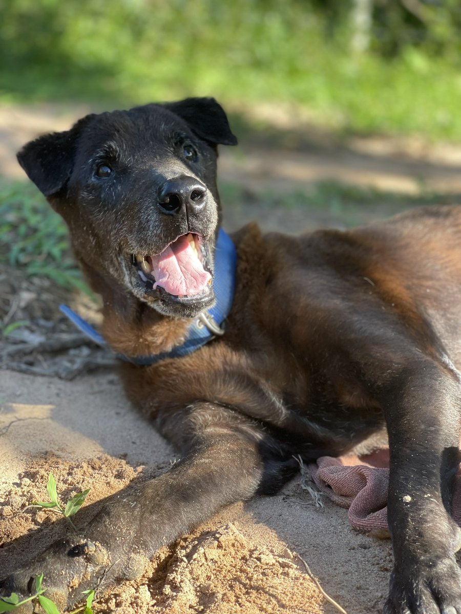 NiallHarbison's tweet photo. For me it’s a happy story because Giuseppe could have died on his own in the rain months ago in agony. He lived a full life and went out in style only knowing love. He had what so many street dogs don’t ever experience and that is dignity. 

A pleasure to know you old boy ❤️ https://t.co/kGWQSWqwgM