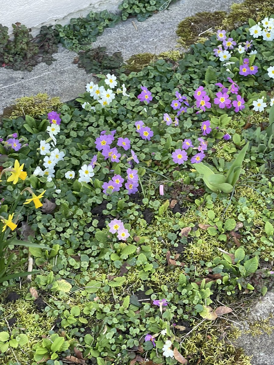 dzanumtvoj's tweet photo. welcome spring https://t.co/wRffifIsro