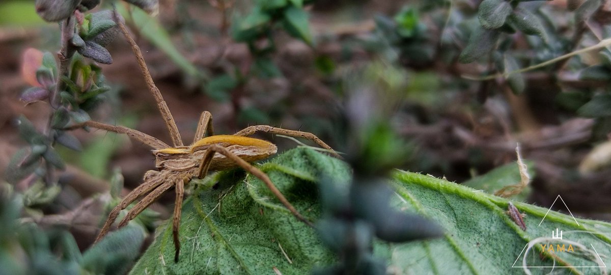 Yama_VP's tweet photo. •Pisaura mirabilis
#Pisaura #Arachnida #Spider #Nature #Wild #Macro #parconazionaledellaltamurgia #NaturePhotography #murgeopark #Nature #Italy #Puglia #Apulia #MurgiaAdventures #Photography #Yama山 #山 https://t.co/yZRkpW2EY4