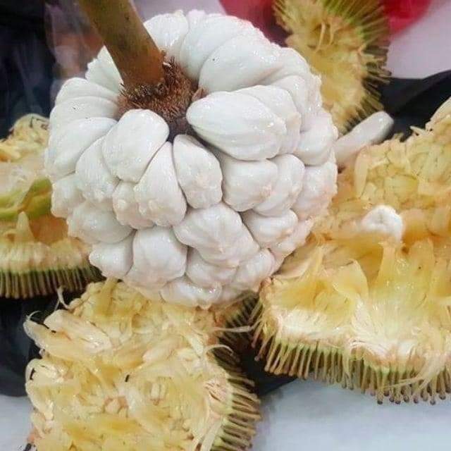 PiaPinah_MH's tweet photo. Buah yang paling sedap di atas muka bumi Sabah. #Tarap 😋😋😋😋 https://t.co/mEb5wUo4Za