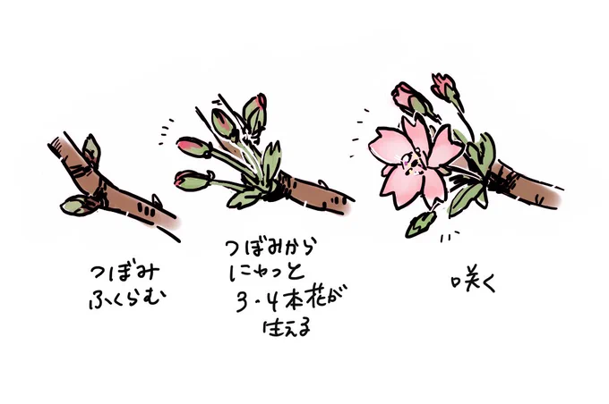 つぼみから開花までの経過を観察できて楽しかった 
