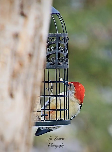 Jbusc33's tweet photo. #woodpecker #portrait #birdsofinstagram #audubonsociety #lookingforfood #wildlife #wildlifeofinstagram #redbelliedwoodpeckersofinstagram #your_best_birds @News_8 @13WHAM #bh_wildlifephotography #picturetokeep_weekly #just_newyork @news10nbc @shutterbugpix https://t.co/e9IyQoEJ8q