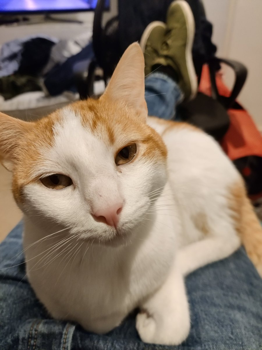 Watched Ted Lasso season 3 with Walter the Greek cat, not that he was that interested in it 😁