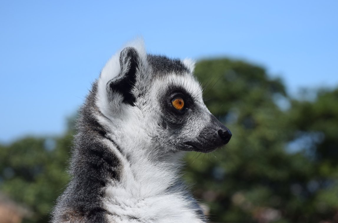 WelshMountainZo's tweet photo. Let's have some Saturday morning trivia! 🧠
TRUE or FALSE? 👇
Lemurs have a MALE-dominant society...
Let us know your guesses in the comments section below! 😄
#RingTailedLemurs #SaturdayTriviaTime #SupportingConservation #WelshMountainZoo #NationalZooOfWales
📷 Matt Rimmer https://t.co/YHSg0Jh1RY