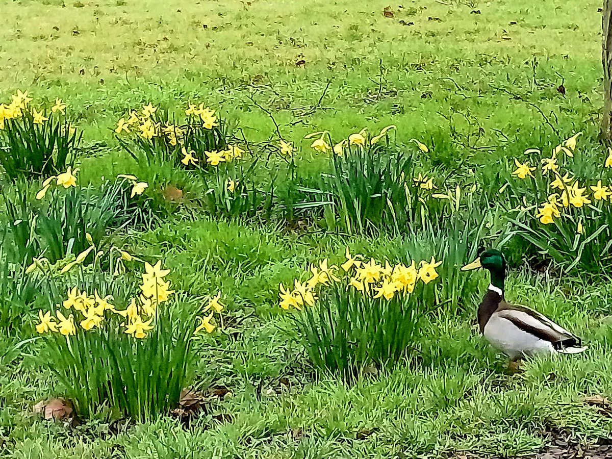 Ducks and daffodils in Old Coulsdon #spring #OldCoulsdon #Coulsdon