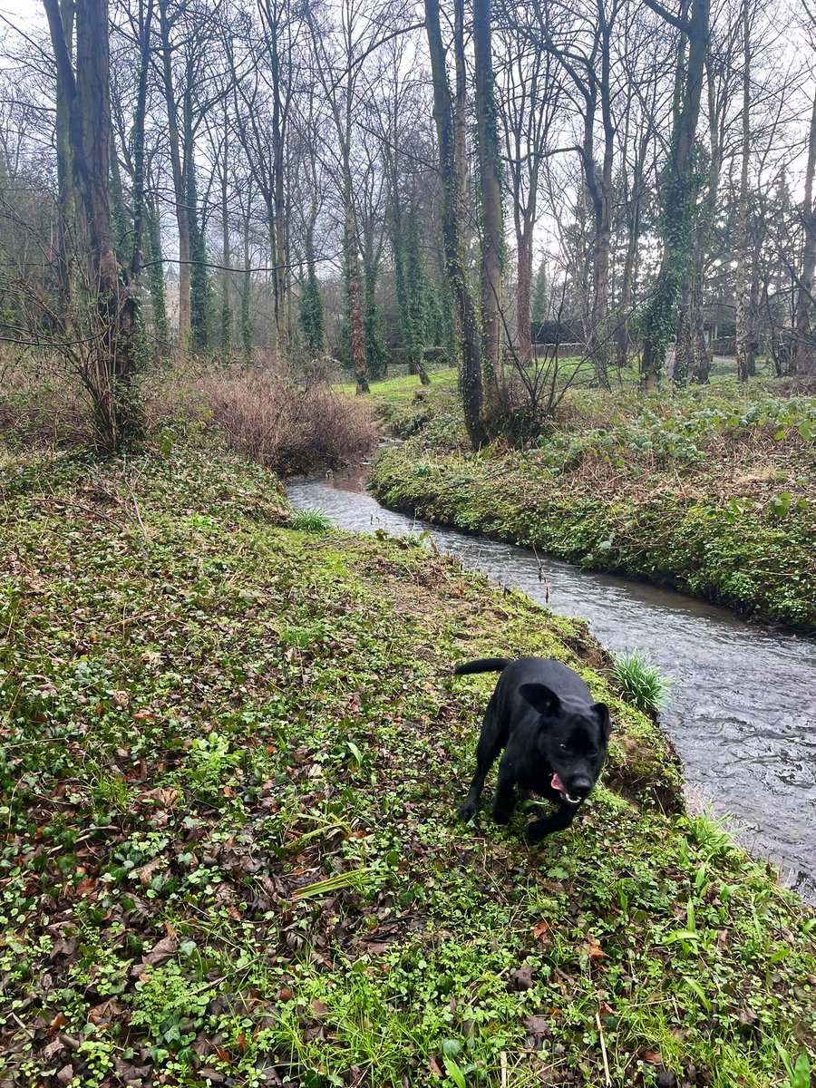 chriswinedoctor's tweet photo. Saturday dog walk (occasional dog run). Spring is just beyond the weekend! #spring #walking #dogs #dogsofwine #riverwalk https://t.co/tZttKKRF3r