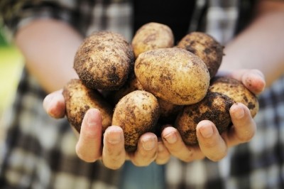 Talking Biotech 388 - The potato is a world food staple, but it is threated by the the same disease that caused the Irish Potato Famine. Scientists have used wild potato genes to make a resistant potato for food insecure nations. <a href="/michiganstateu/">MSU</a> @colabraHQ
podcasts.apple.com/us/podcast/bio…