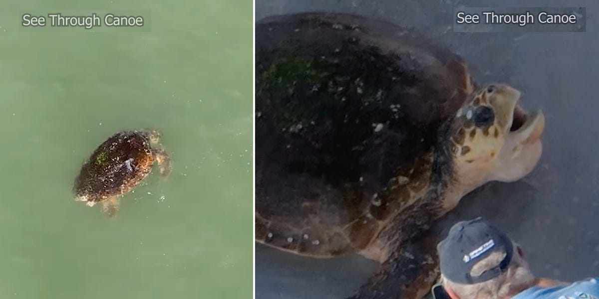 JimmCarr's tweet photo. A nature videographer flying a drone spotted an endangered loggerhead sea turtle struggling in the red tide. He quickly alerted wildlife officials who showed up to save it. https://t.co/Ya61eAJ6G9 https://t.co/ltElUkdMnn