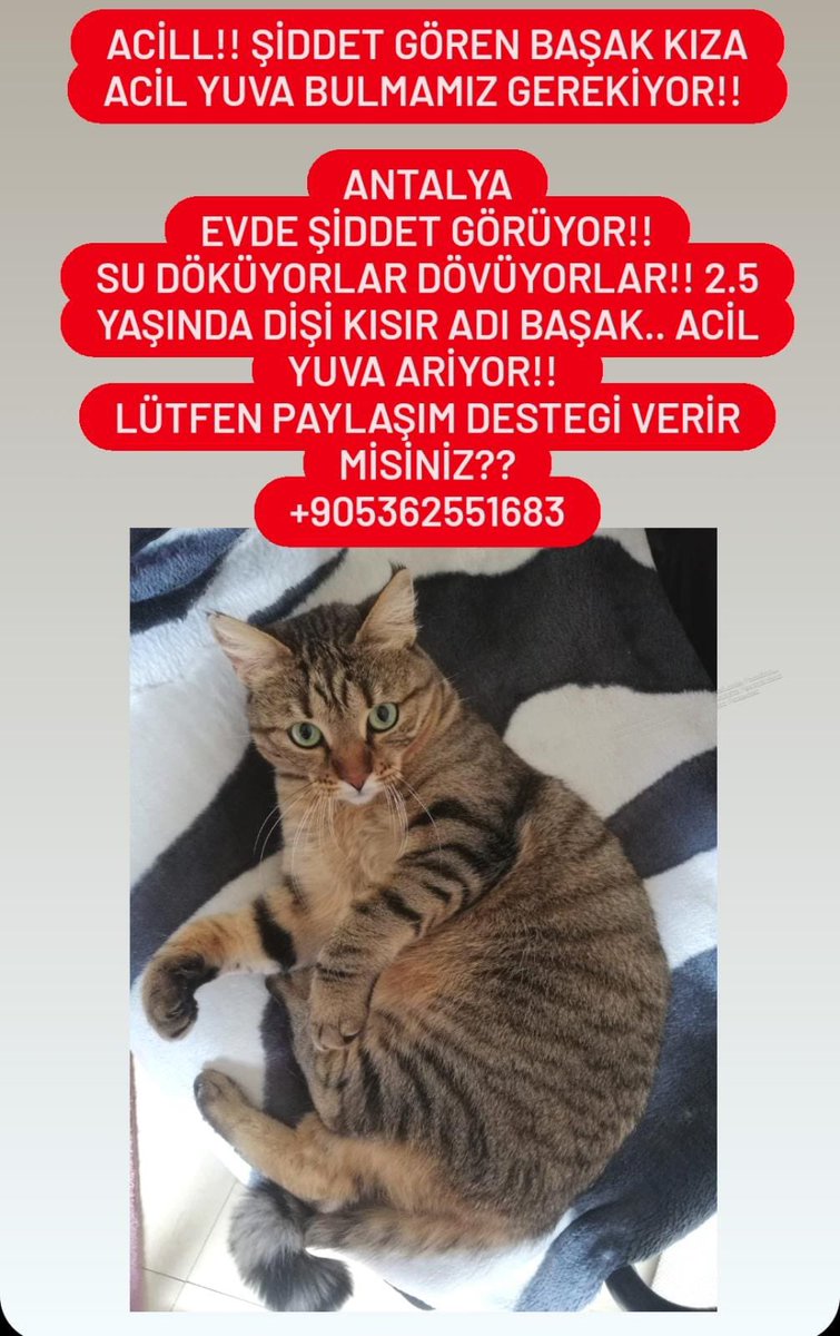 masum_gozler's tweet image. ANTALYA‼️ÇOK ACİL YUVA ARIYORUZ, BULUNDUĞU YERDE ŞİDDET GÖRÜYOR.
Evde şiddet görüyor. 
2.5 yaşında dişi kısır 
0536-255-1683