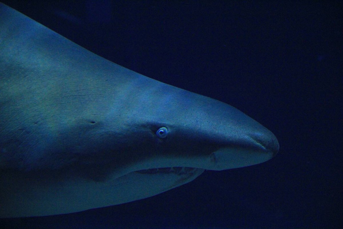 shark1trainer's tweet photo. 久しぶり。
シロワニ。 https://t.co/S0KSSgBqus