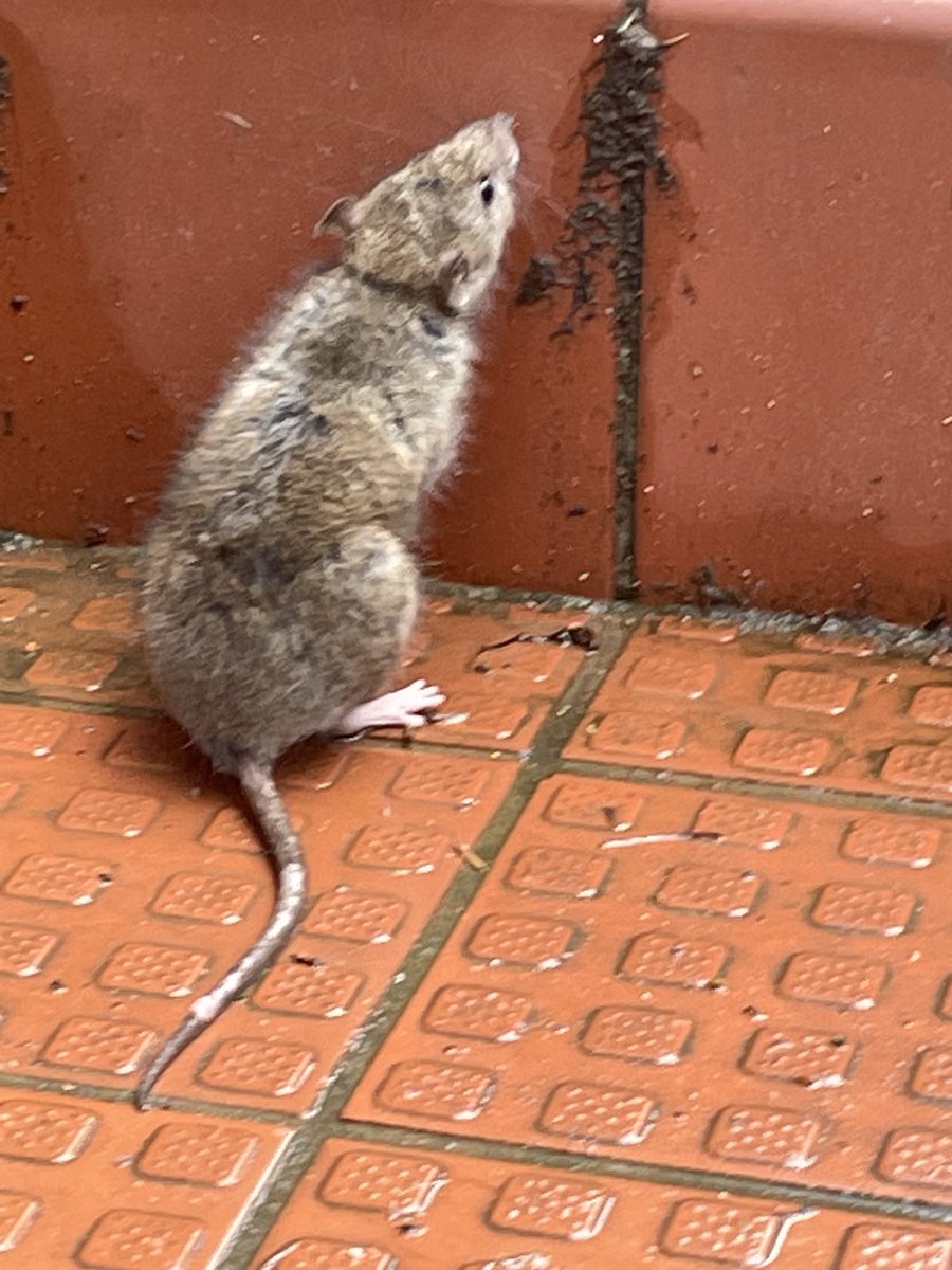 Young patient I saw walking up to my GP practice as I was leaving…