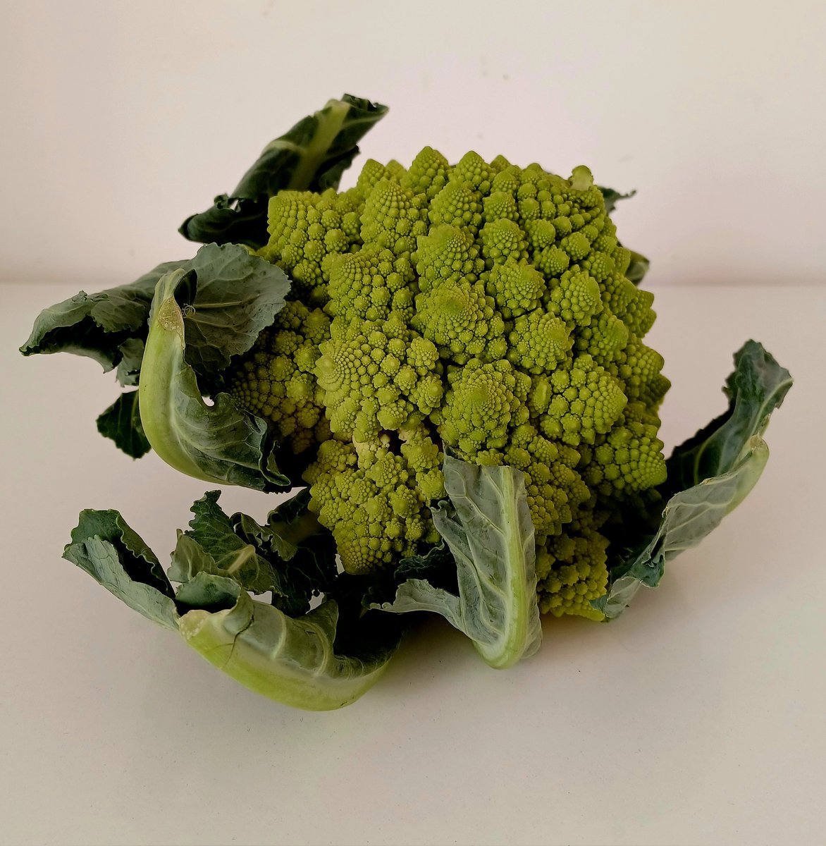 gallesearoma's tweet photo. It's hard to cut up a thing of such beauty but I have to...#broccoloromanesco #romanescobroccoli .. https://t.co/siit1nadVk