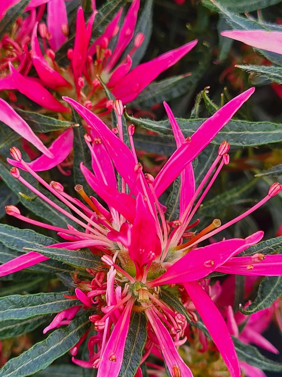 Starstyle Pink is de merknaam van een nieuwe Rhododendron die we sinds kort op de kwekerij hebben. De smalle blaadjes zijn een erfenis van één van de kruisingsouders Rhododendron linearifolium. De Starstyle serie is er in verschillende kleuren.  Ik vind ze lollig. #rhododendron
