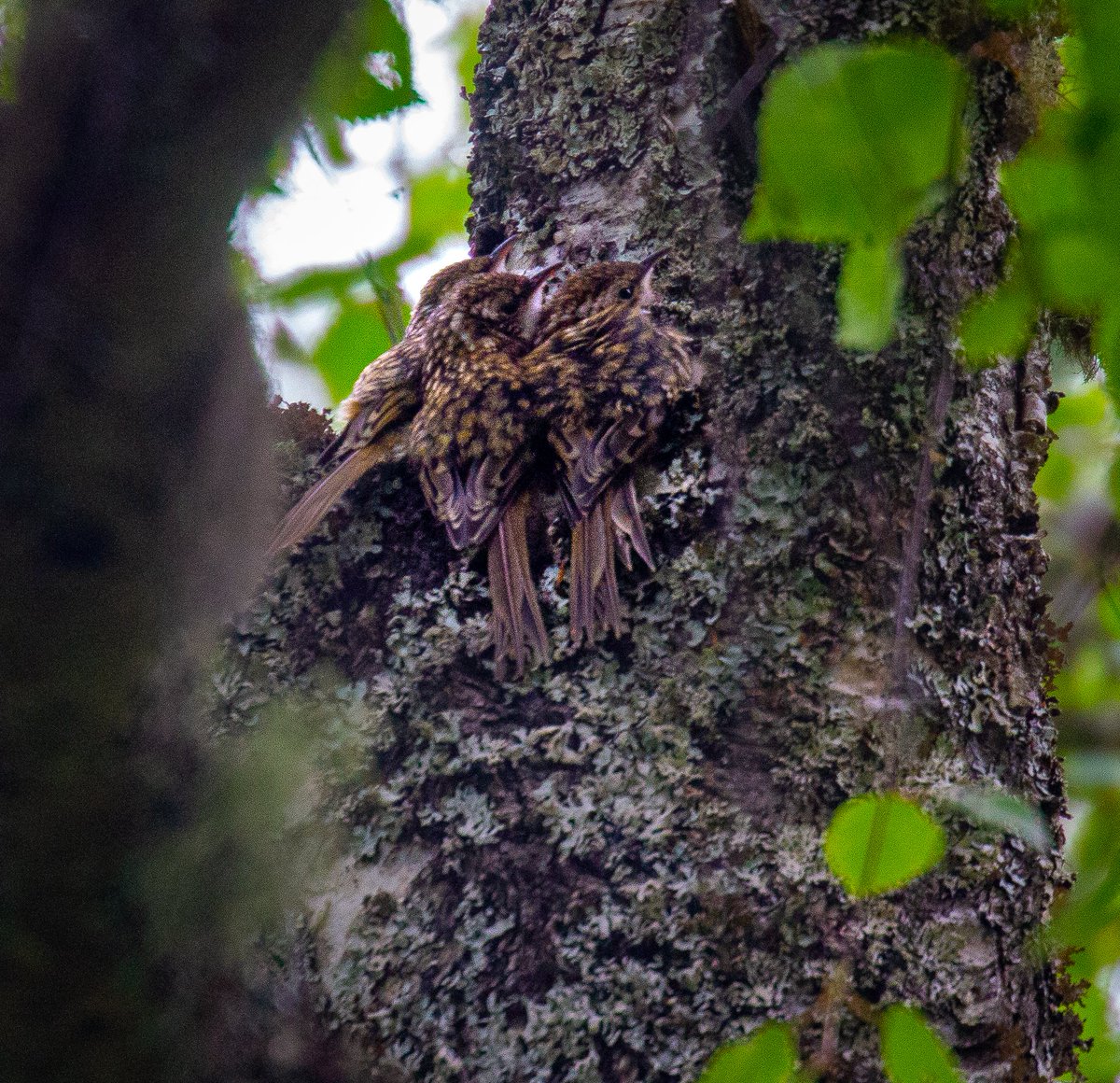 KirstiMcIntyre's tweet photo. @CarlBovisNature #LoveTheBirdsSaveTheTrees 'trees' a crowd.... #treecreepers #fledglings https://t.co/y3jlpCcphs