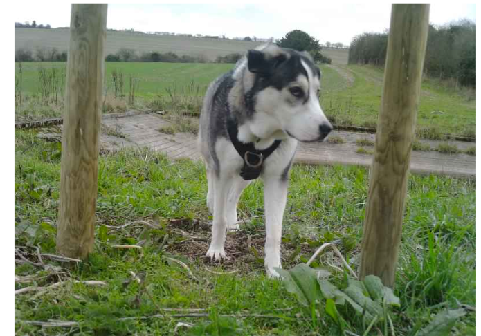 It is so frustrating when farmers, keepers and land managers work so hard to create and manage habitats to increase biodiversity on farms, but the general public continually won't stay on the footpaths (way off a footpath here) and let their dogs roam free which disturbs wildlife