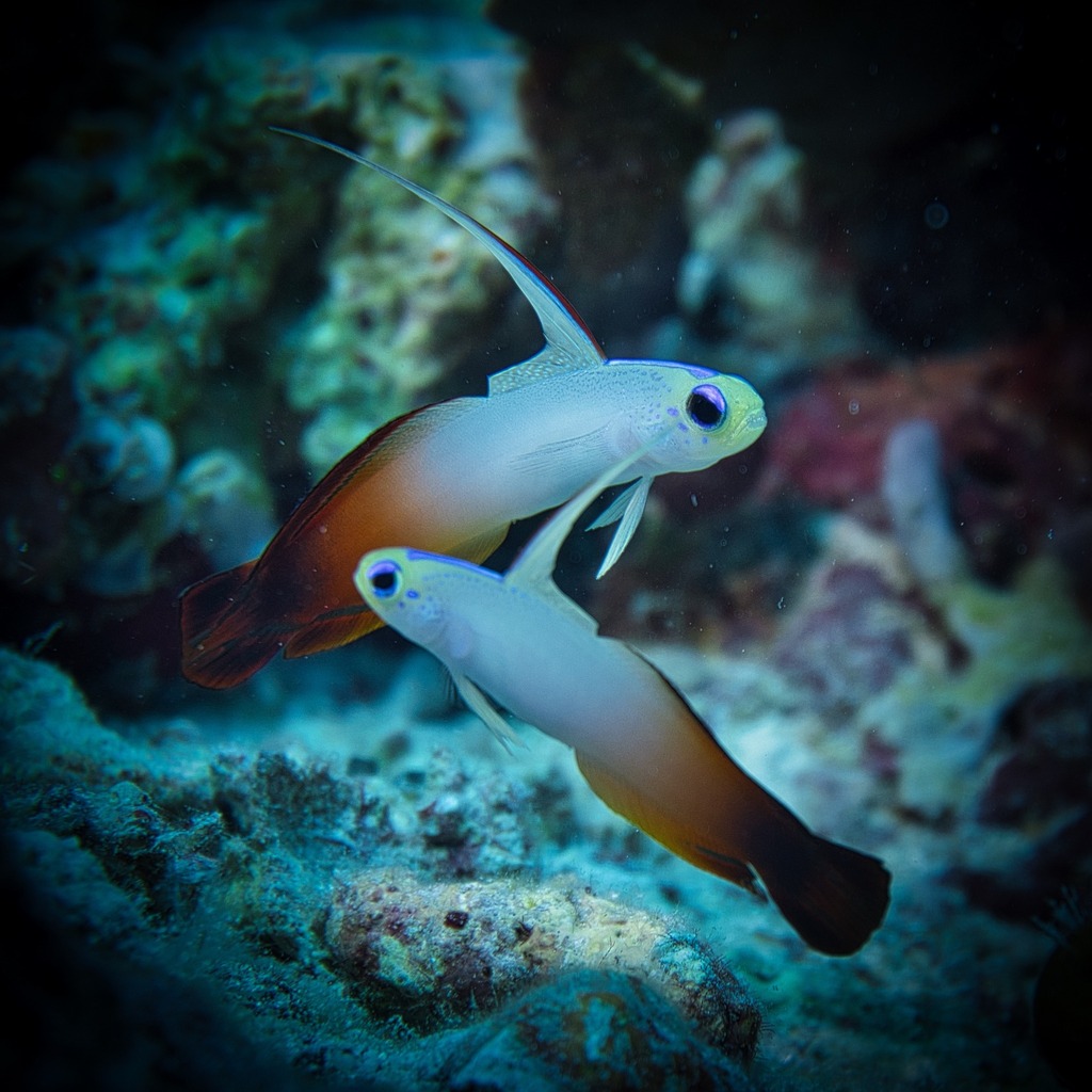 ScubaHankNYC's tweet image. Two are better than one!

#dartfish #tubbataha #philippines🇵🇭 #nature 

ScubaHankNYC.com instagr.am/p/Cp7zwlQIFq-/