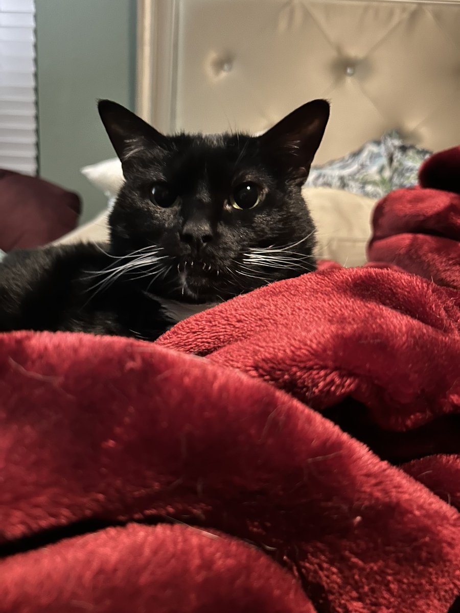 Vanbreed Comics tweet media