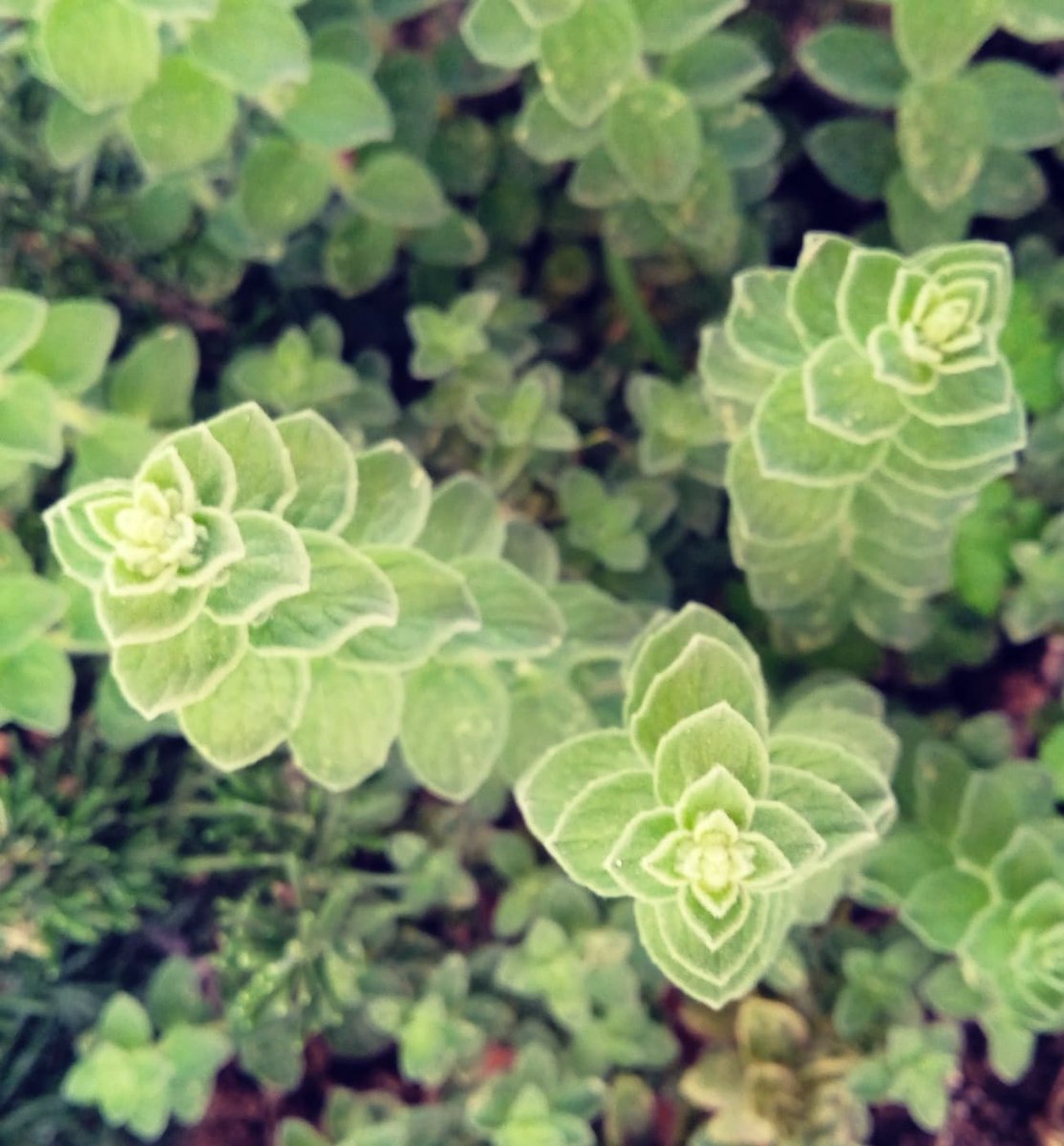 foragers_buddy's tweet photo. Oregano is more than just a pizza topping! This fragrant herb has antibacterial properties, is high in antioxidants, and can add a delicious flavor to a variety of dishes. #herbs #cookingtips 🌿🍕🍝 https://t.co/jr9BSropOo