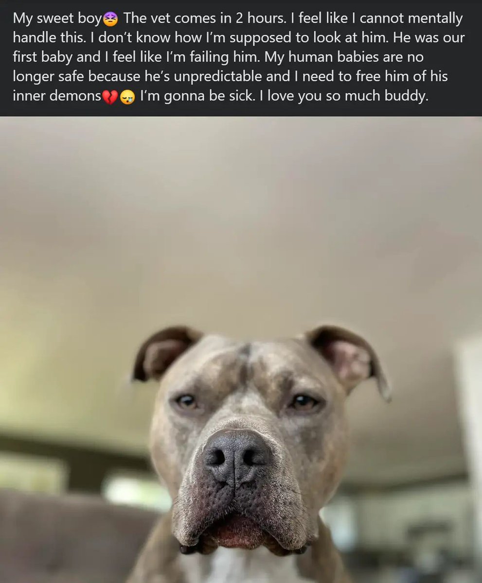 by_pets's tweet photo. A parent putting children before their pit. They could have avoided this hurt by NEVER choosing a pit as a family pet. https://t.co/UAkfhMfAKA
