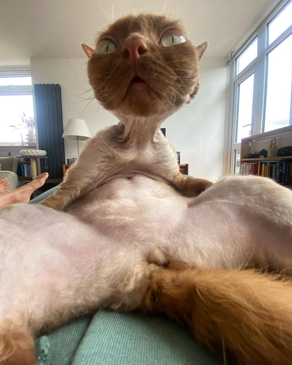 mischiefanimals's tweet image. 