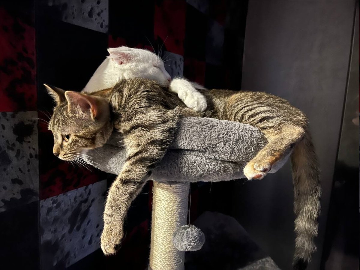 сржз tweet media