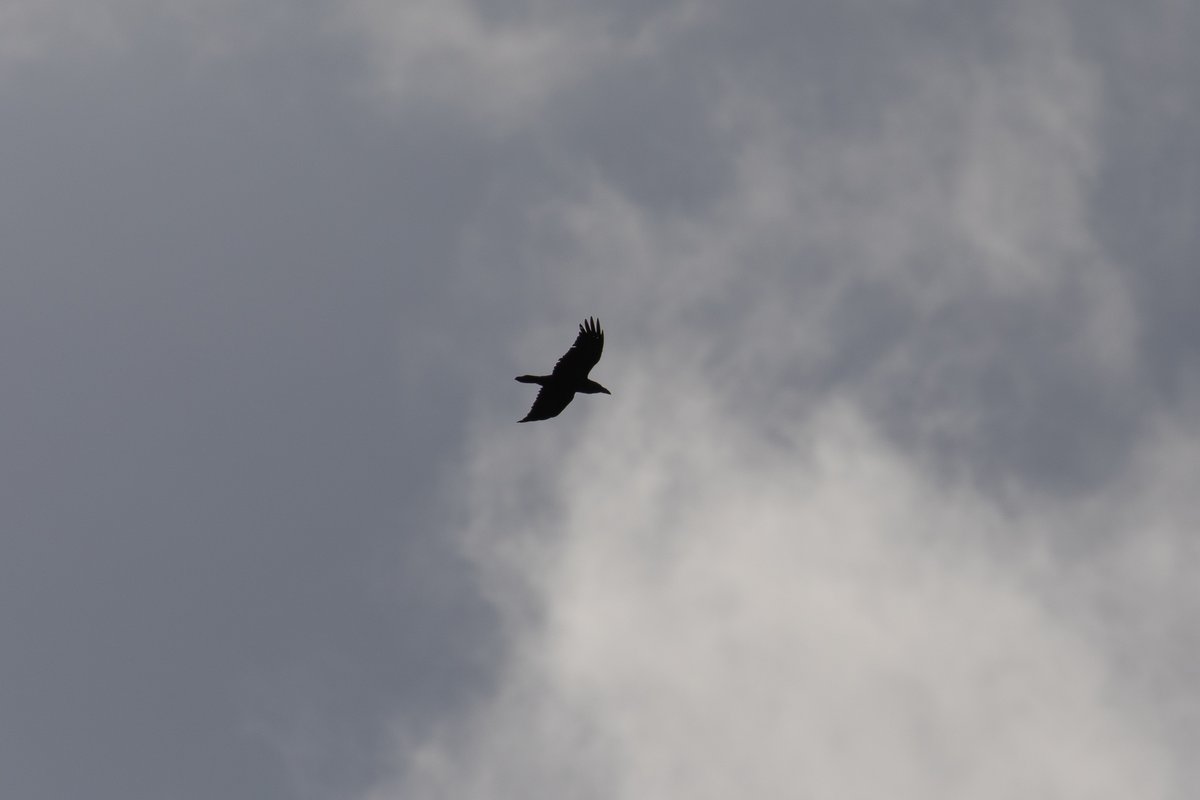 A raven heading over <a href="/TheCastleSchool/">The Castle School</a> on Friday.