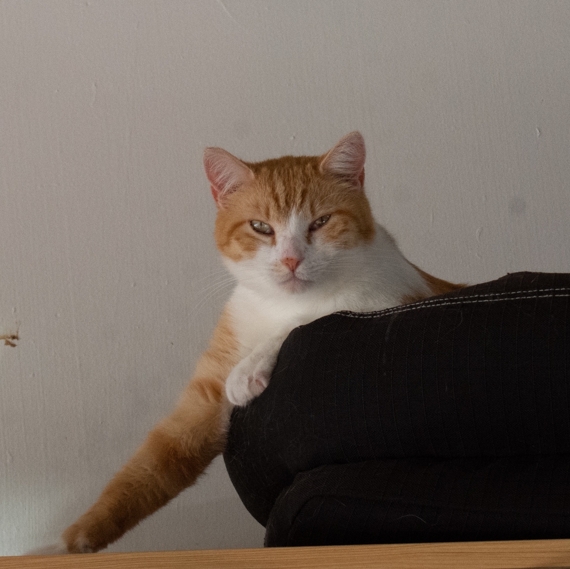 Meet Phoenix! He's an independent boy but would love to have a furever friend to keep him company. His favorite thing to snuggle against your legs.😻💞

Visit Town Cats.org to learn about all our adoptable cats.

#towncats #adoptdontshop#catrescue #catshelter