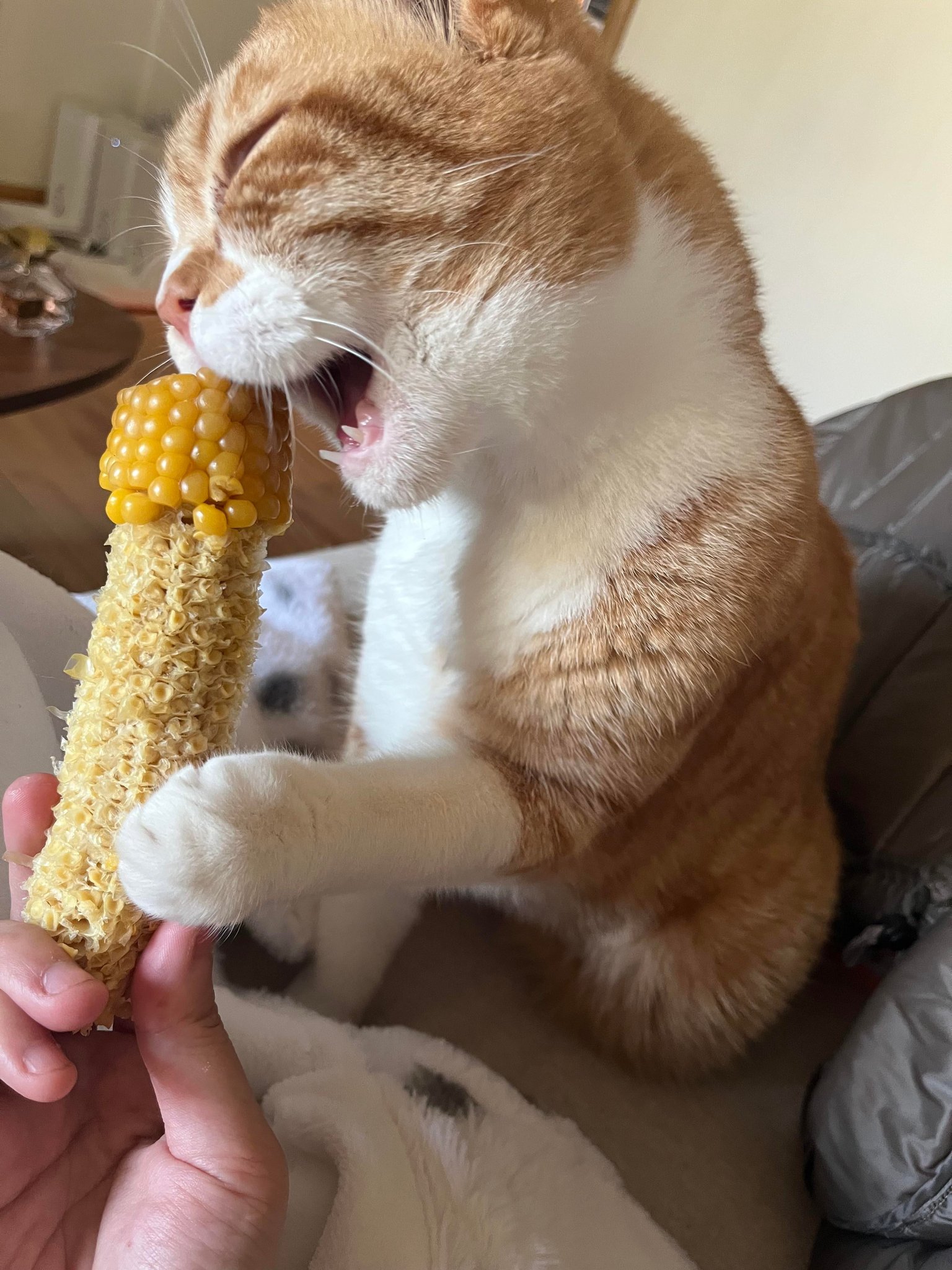Cats Eating Corn SaveA11yBots on X