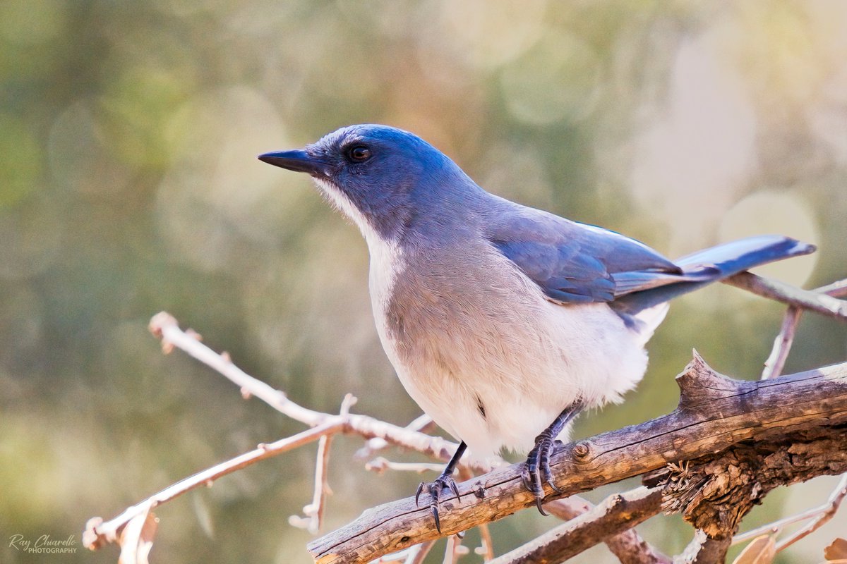 Mexican Jay in Madera Canyon, Arizona. #BirdsSeenIn2023 #Birds #Wildlife #Nature #ThePhotoHour #BirdsOfTwitter #MaderaCanyon #Arizona #SonyA7M4 #Sigma_150_600mm