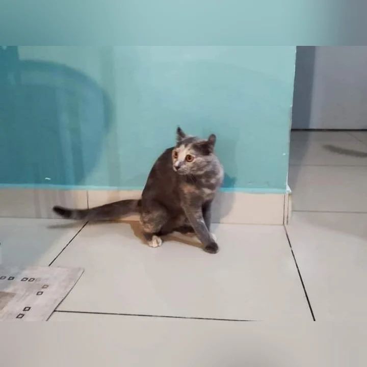 hilang_jumpa's tweet image. Missing Cat

⚠️ Lost Cat 🐈

Last night a cat I just adopted escaped from the carrier during transfer. Lost in USJ2, Subang Jaya, Selangor area. 

Please contact me (whatapps 0122350048) if you happen to see it. TQ.🙏

ift.tt/S0fEywj

#tipsme… instagr.am/p/Cp71hoDJT1v/