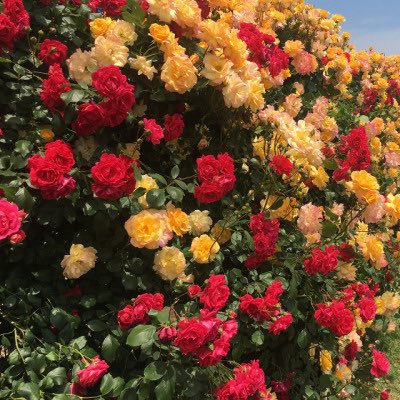 softdeIicacy's tweet photo. fresh flowers. https://t.co/LsBDaq0AhY