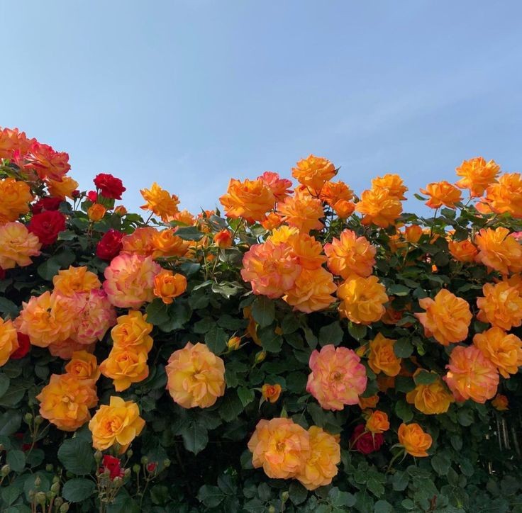 softdeIicacy's tweet photo. fresh flowers. https://t.co/LsBDaq0AhY