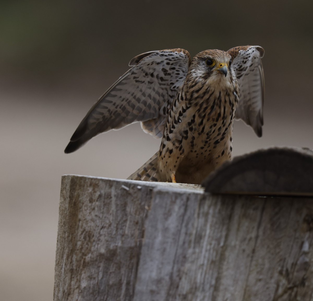 LillingtonTerry's tweet photo. Kestrel in angel pose. https://t.co/GuUxiB5Mvg