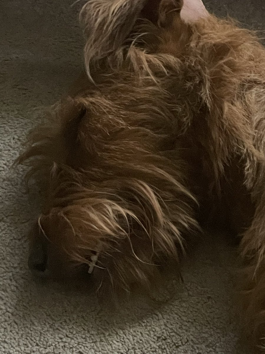 BillBoni's tweet photo. Well this happened on St. Patrick’s day…..meet Asta the newest member of our family we have adopted from the SPCA. Luck of the Irish Terrier 🍀 and how fitting on St. Pat’s. Much love. https://t.co/jzYUhDj73n