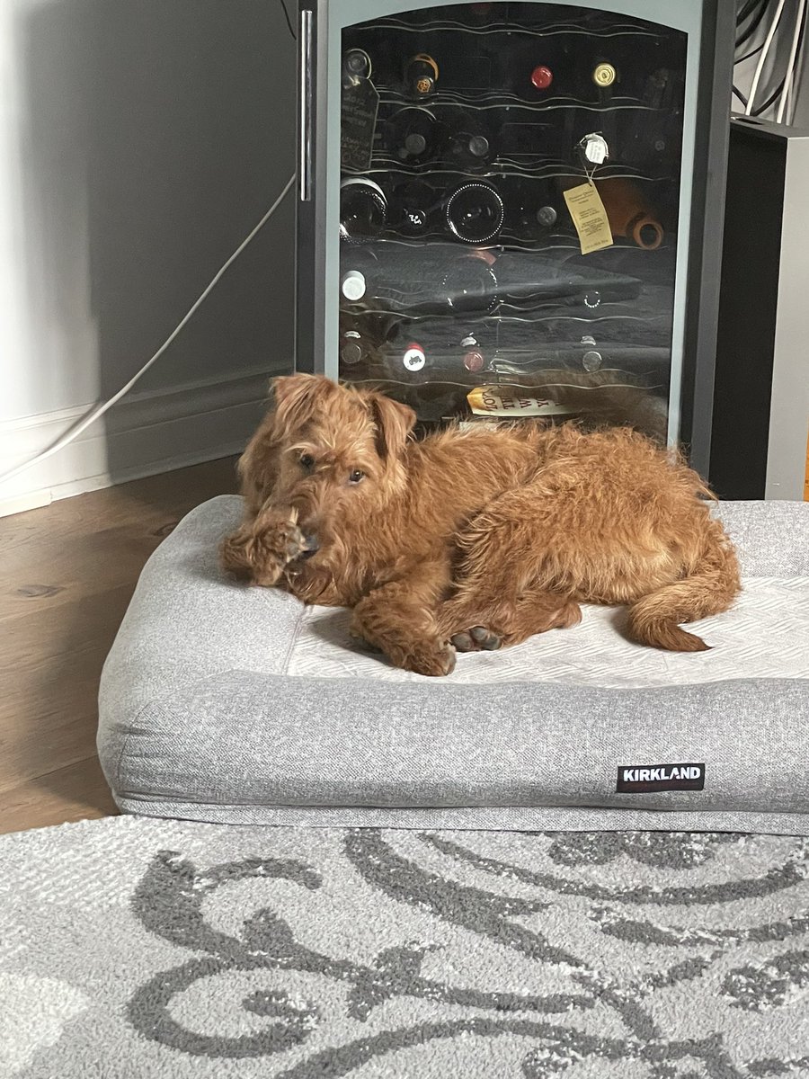 BillBoni's tweet photo. Well this happened on St. Patrick’s day…..meet Asta the newest member of our family we have adopted from the SPCA. Luck of the Irish Terrier 🍀 and how fitting on St. Pat’s. Much love. https://t.co/jzYUhDj73n