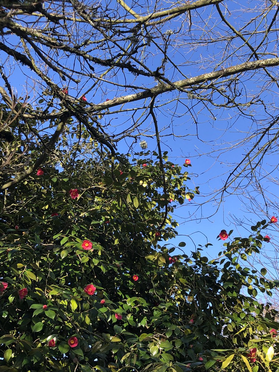 inhaarmoerstaal's tweet photo. Een #bijtje in de weer na lichte #nachtvorst #inSeattle https://t.co/AC55nzHMFv