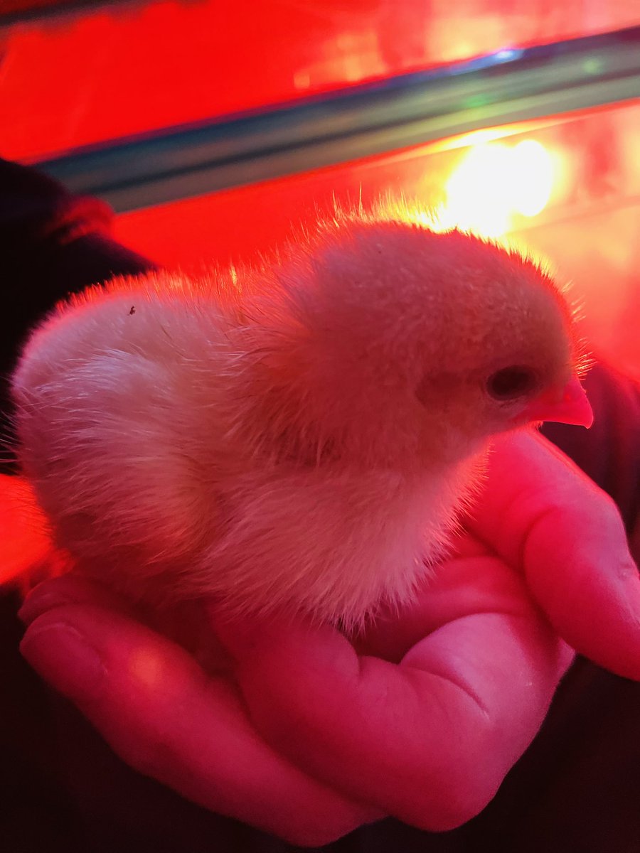 RecHiStPrimary's tweet image. Lil chickies are having a lovely time at Mrs Coombs’ house for the weekend 🐣🥰