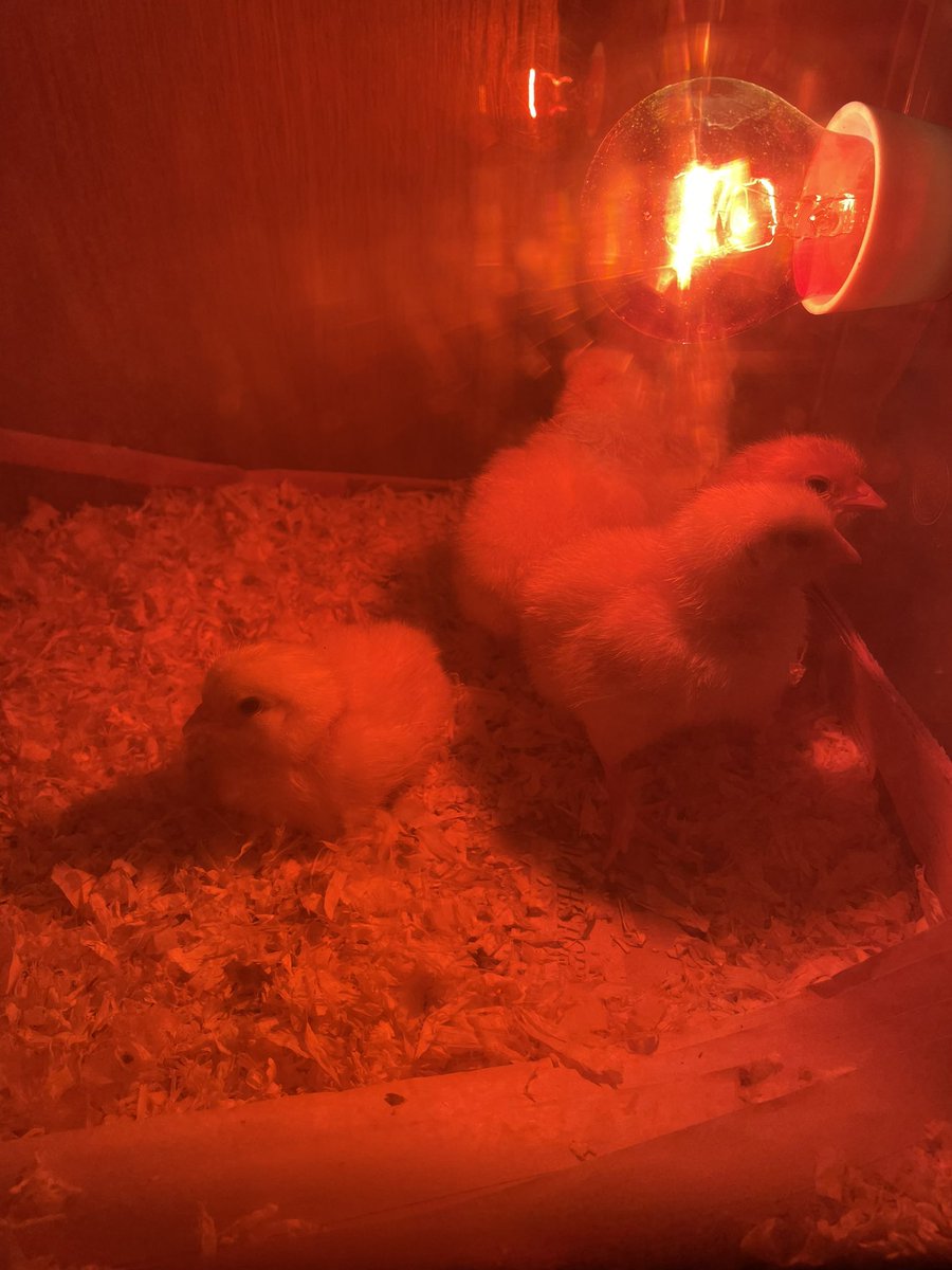 RecHiStPrimary's tweet image. Lil chickies are having a lovely time at Mrs Coombs’ house for the weekend 🐣🥰