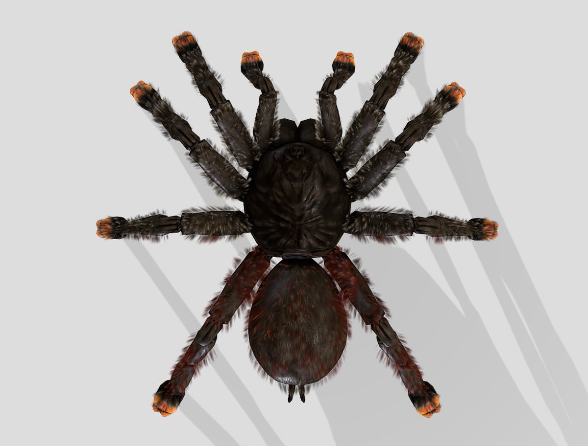 arcane_worlds's tweet photo. Hello For The Hivers!  It's Pink Toe Tarantula day!

*Look away now if scared of spiders*

Today, we're very happy to unveil our Pink Toe Taranula Adult male, Female, Juvenile & Egg Models. Please do enjoy!!

You can learn more about their play style here: https://t.co/XTHyLIEAEg

Let us know what you think below & which characters you are looking forward to trying!

For The Hivvvveeeee 

Will,

#gaming #indiegames #survivalgames #steamgames #forthehive